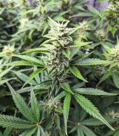 Sementes da Bruce Banner #3 Auto (Herbies Seeds)