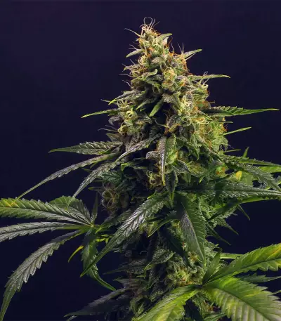 Chem-Bomb Auto Seeds