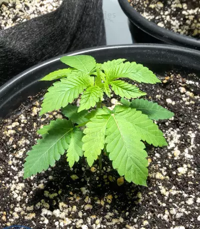 Semi femminizzati Chem OG