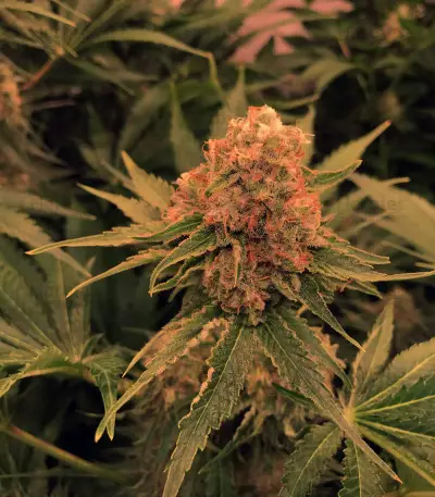 Critical Orange Punch Seeds