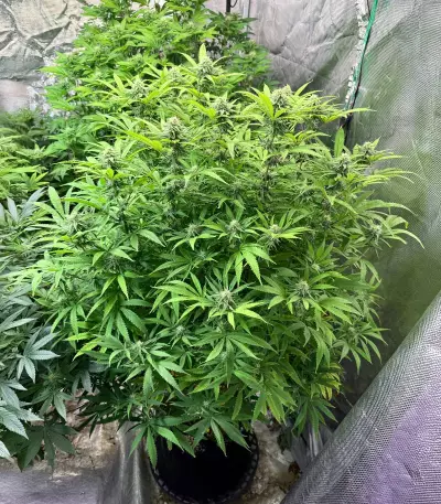 Delicious Cookies Feminized Seeds (Delicious Seeds)