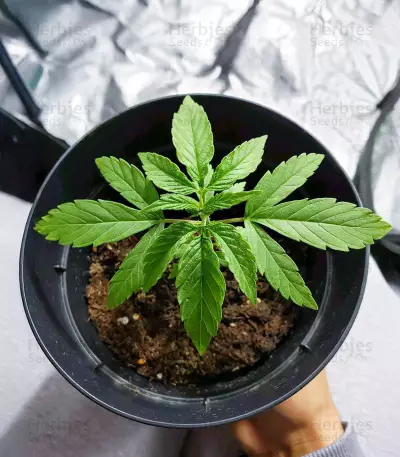 Diesel Berry Auto (Auto Seeds)