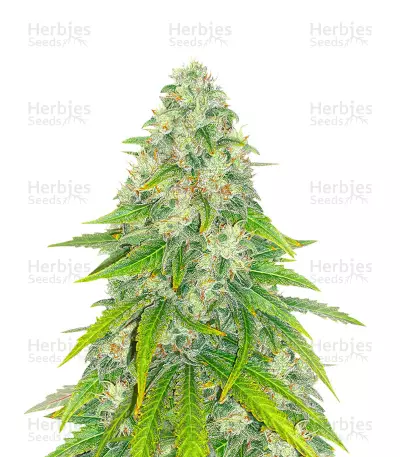 Eleven Roses Early Version Feminized Seeds (Delicious Seeds)
