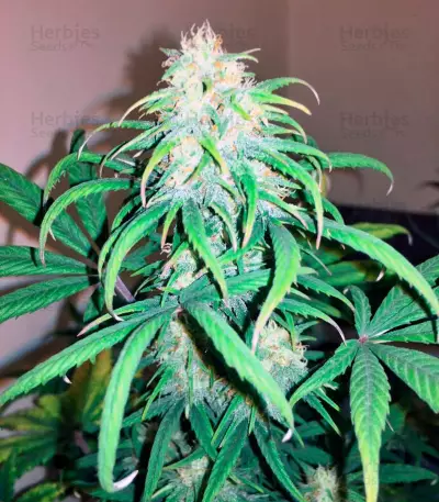 Exodus Cheese Autoflowering Auto Seeds