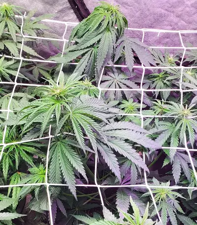 Fruit Salad strain