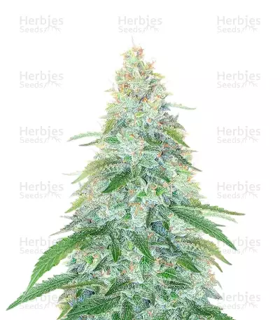 3 Bears OG Auto (Mephisto Genetics)
