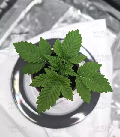 Amnesia Lemon Seeds