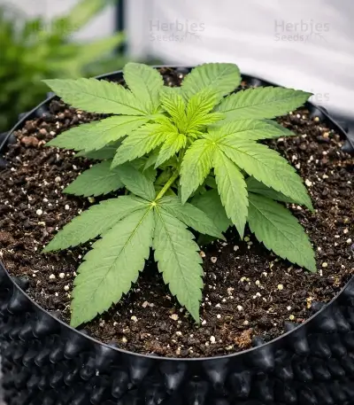 Apollo Feminized Seeds (Brothers Grimm Seeds)