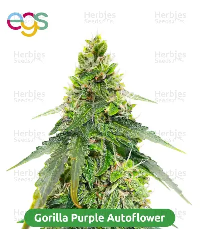 Autopilot Harvest Bundle #3
