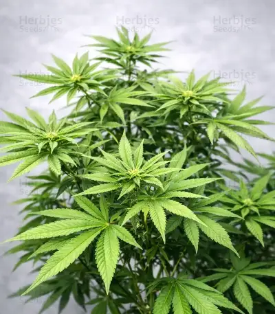 Bay Haze Seeds