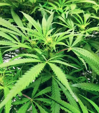 Big Bud Fast Version