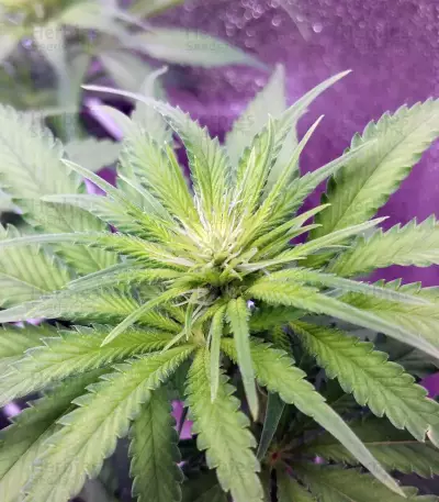 Big Bud feminized seeds (Seedstockers)