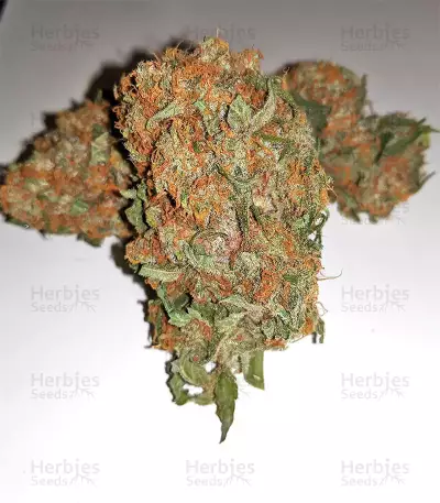 Blackberry Gum Seeds