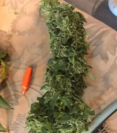 Blue Dream Seeds (Blimburn Seeds)
