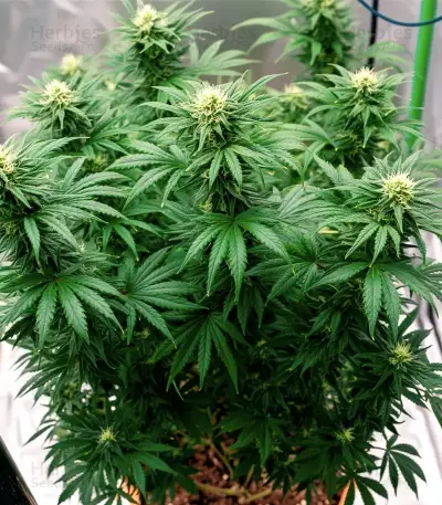 Bruce Banner Seeds
