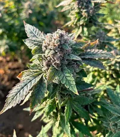 Cream Auto feminized seeds