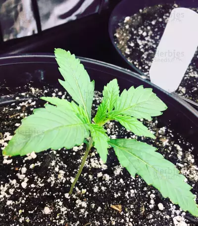 Semi Femminizzati Gelato Auto (Fast Buds)
