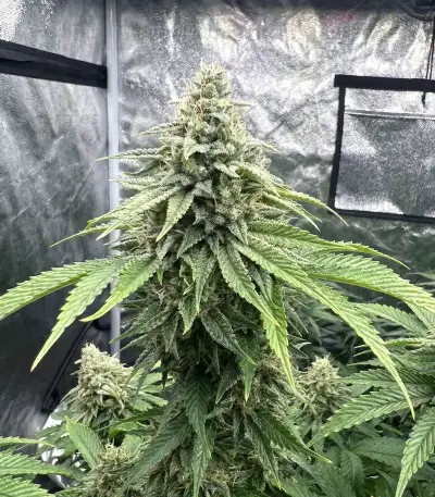 Insane OG Seeds