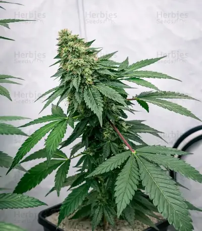 Kong's Krush Seeds