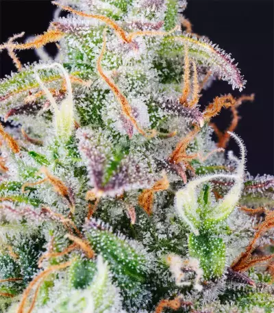 Semillas feminizadas Lemon Pie Auto (Fast Buds)