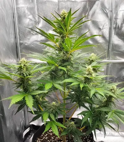 Melonade Runtz Auto Seeds