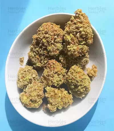 Mimosa Automatic Seeds (Royal Queen Seeds)
