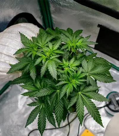 Pineapple Poison Seeds