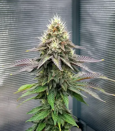 Semi femminizzati Royal Gorilla