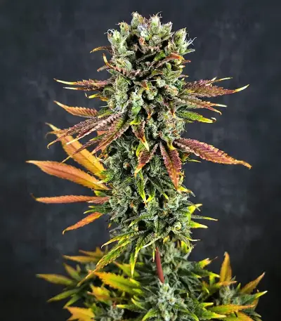 S.T.D feminized seeds