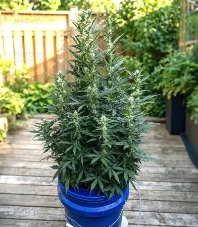 Sour Kush Auto Seeds