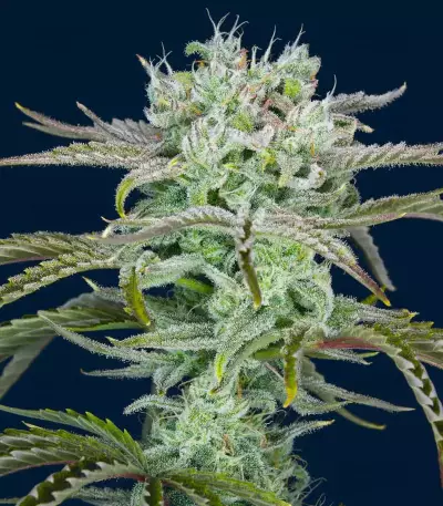 Strawberry Banana Auto Seeds