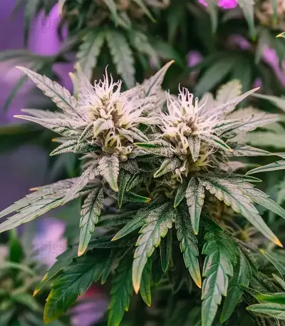 Super Mutant Mass (Critical Mass Collective Seeds)