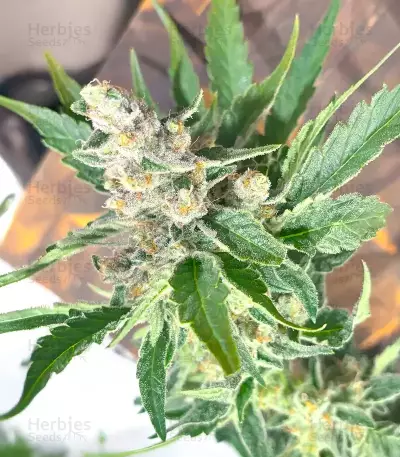 Super Sangria Skunk Seeds (Seedkeepers)