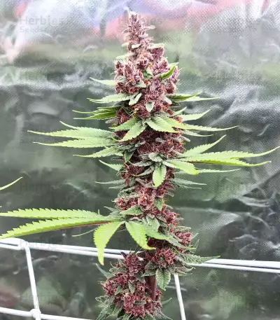 Tropicanna Poison F1 Fast Version Feminized Seeds (Sweet Seeds)