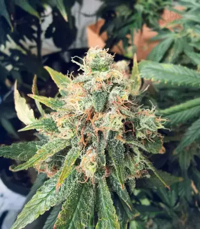 White Gold Feminized seeds