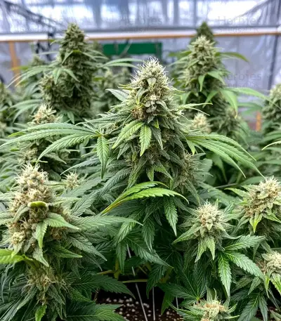 White Russian Seeds