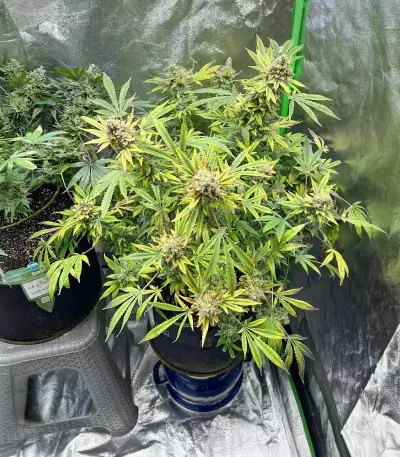 Super Silver Haze (Herbies Seeds)