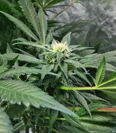 The White Fire OG Feminized Seeds (Seedkeepers)
