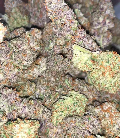 Tropicana Cookies Auto Seeds