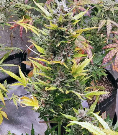 Wedding Cake feminized seeds