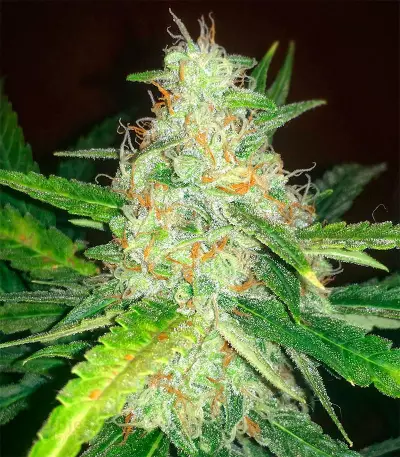 Blue Dream Autoflower (Herbies Seeds)