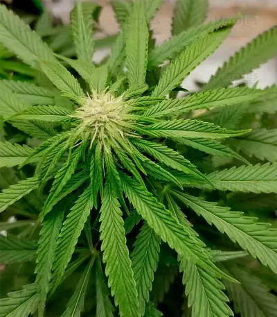 Durban Poison Autoflower (Herbies Seeds)