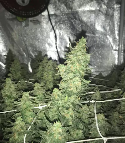 Zombie Death Fuck (BlimBurn Seeds)