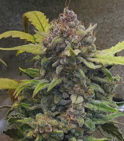 Original Auto Chemdawg Seeds