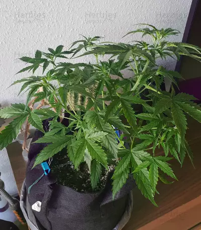 Semi femminizzati Auto Black JH