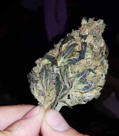 Auto Pineapplegum (Blackskull Seeds)