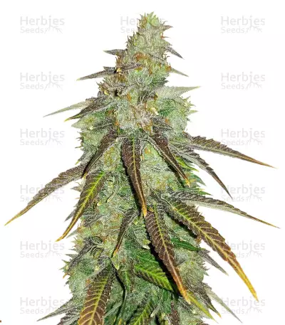 Bangi Haze x Ethiopian regular (Ace Seeds) Cannabis-Samen