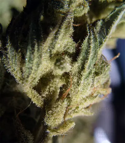 Berry Ryder Auto feminized seeds