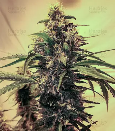 Big Bomb regular (Bomb Seeds)