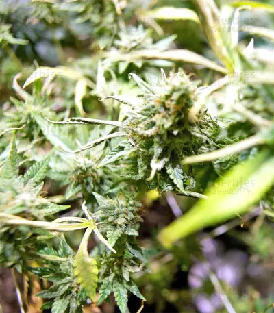Black Destroyer feminized seeds